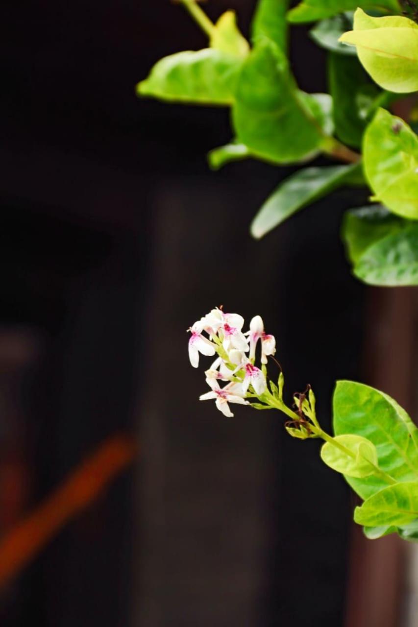 Suites E Cafe Recanto Da Arvore Arraial do Cabo Exterior photo